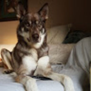 Meet your Posher, Bobbie